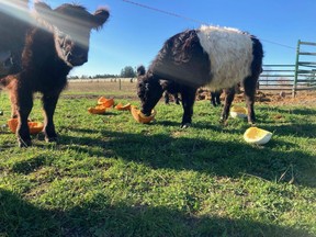 Woodstock-area farmer Carl VanRooyen feeds his cattle pumpkins that were donated to his farm as part of the Great Pumpkin Rescue, an annual initiative in Oxford County that diverts Halloween gourds from landfills.  (Submitted photo)