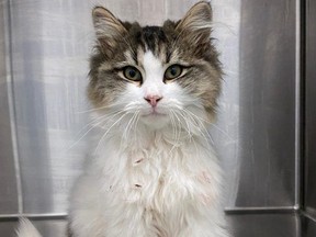 The Humane Society of Kitchener Waterloo and Stratford Perth recently received a stray five-month-old kitten named Tiny Tim that needed emergency surgery to amputate a fractured front left leg. Members of the public donated more than $5,000 on Tuesday to cover the cost of the operation. (Contributed photo)