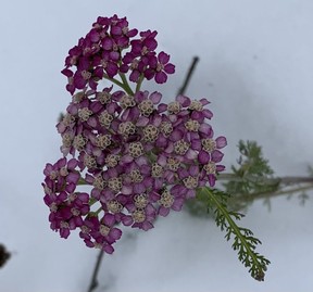 Beautiful achillea holding its own amid November’s snowfall in Avling’s rooftop garden. (Barbara Taylor/The London Free Press)
