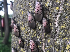 The spotted lanternfly is an invasive species that has been detected in 14 states in the U.S. and was recently discovered within five kilometers of the border. Native to China and Southeast Asia, the insect could wreak havoc on Southwestern Ontario's agricultural industry, experts say. (Invasive Species Centre Photo)