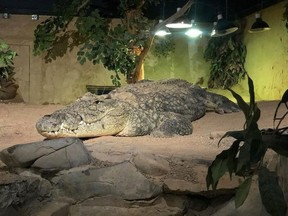(Reptilia – fotografie z Facebooku)