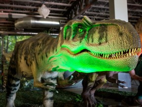 The Albertasaurus is among the stars of the Jurassic Quest exhibition at Western Fair District's Agriplex Pavilion featuring animatronic dinosaurs, fossils and activities Friday through Sunday.