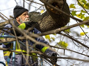 Dave Evans installs a cable that will suspend Christmas lights and wreaths across the northeast entrance to Victoria Park. The annual lighting of the lights is scheduled for Friday, Dec. 2 at 6:15 p.m. (MIKE HENSEN/The London Free Press)