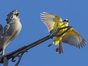 You don't need to travel to South America to see the original tropical king bird. Hundreds of bird enthusiasts flock to Windsor to view this rare and colorful visitor, photographed here on Thursday, November 10, 2022, above the Wind Walk at the corner of Russell and Mill Streets.