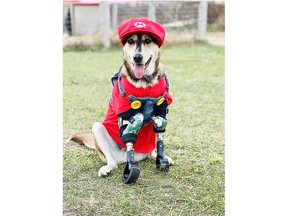 Wally, a husky-lab mix, is decked out with his new prosthetic legs and his Super Mario outfit that matched the theme of his first birthday party, held Saturday, Nov. 12, 2022, at Charlotte’s Freedom Farm near Dresden. (Handout)