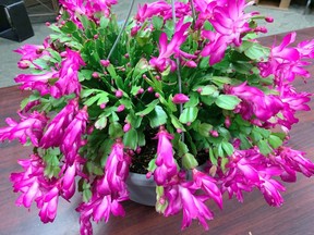 Christmas cactus is a lovely plant with staying power that makes a great gift. (John DeGroot/Special to Postmedia Network)