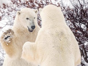 Polar bears spar near the Hudson Bay community of Churchill, Manitoba, Canada on November 20, 2021. (REUTERS/Carlos Osorio/File Photo)