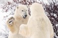 Polar bears spar near the Hudson Bay community of Churchill, Manitoba, Canada on November 20, 2021. (REUTERS/Carlos Osorio/File Photo)