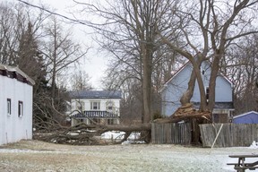 A large tree brought down by a storm in Port Burwell, east of St. Thomas.  Photograph taken on Monday.  Dec. 26, 2022. (Derek Ruttan/The London Free Press)