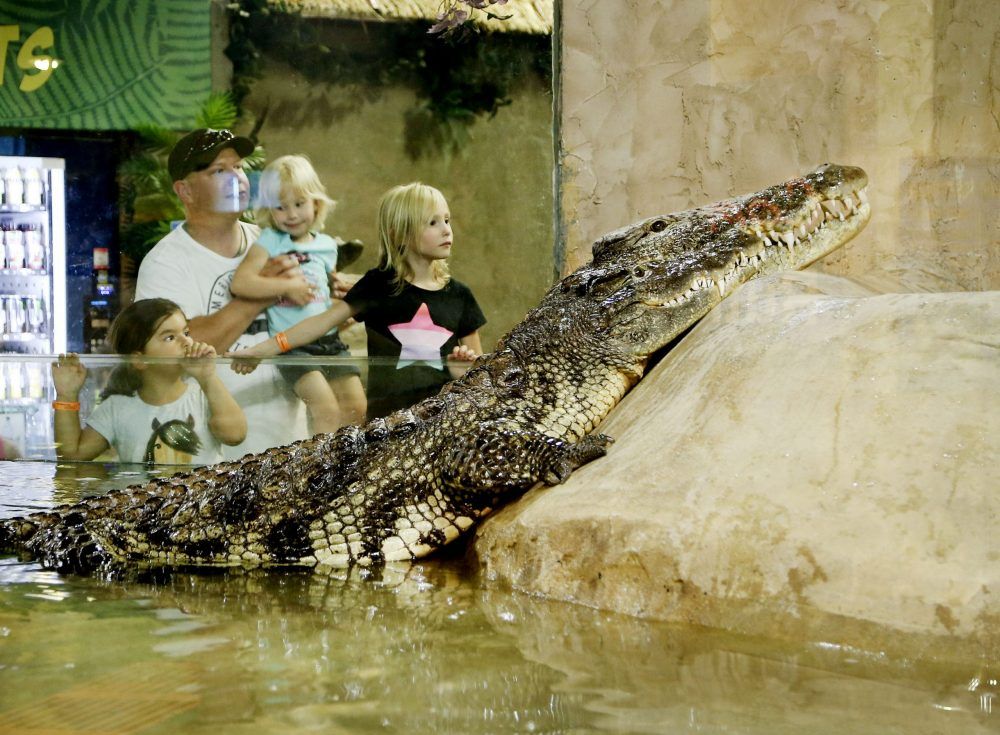 Reptilia Vaughan Map