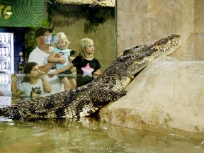 Visitors watch the Nile crocodile at the Reptilia Zoo in Toronto on July 18, 2014. (Postmedia Network file photo)