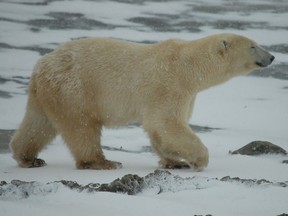A polar bear walks near Churchill manitoba in October 2022. Laura Shantora Nelles/Toronto Sun/Postmedia Network