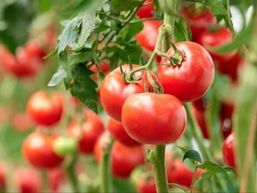 Three ripe tomatoes are growing on an organic farm.  (file photo)