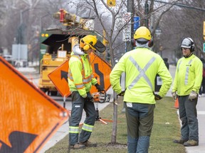 Employees of Davey Tree Expert Co. remove trees along Wellington Street in preparation for the Wellington gateway and downtown loop rapid transit projects, construction of which is scheduled to begin this spring. The city warns there will be periodic lane restrictions and sidewalk closings on Wellington Street from Queens Avenue to the south branch of the Thames River near South Street, while crews complete tree removals. (DEREK RUTTAN/The London Free Press)