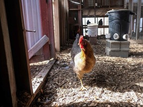 A backyard hen. (AFP via Getty Images)