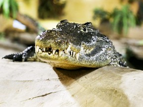 The  Nile Crocodile at the Reptilia Zoo and Education Facility  on Friday, July 18, 2014. Veronica Henri/Toronto Sun/QMI Agency