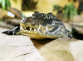 The  Nile Crocodile at the Reptilia Zoo and Education Facility  on Friday, July 18, 2014. Veronica Henri/Toronto Sun/QMI Agency