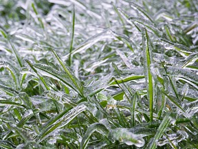 Grass is covered after freezing rain. (Getty Images)