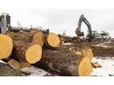 Work has already begun to clear woodlots in the land in the northeast part of St. Thomas set aside for a Volkswagen battery plant announced on Monday. Photograph taken on Monday, March 13, 2023. (Mike Hensen/The London Free Press)