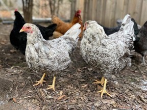 St. Thomas city councillors will debate a staff report on Tuesday that outlines  three possible options for keeping backyard chickens.