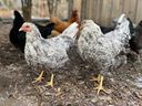 St. Thomas city councilors will debate a staff report on Tuesday that outlines three possible options for keeping backyard chickens. 