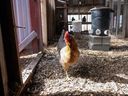 A hen is shown in a backyard coop.  (Getty Images)