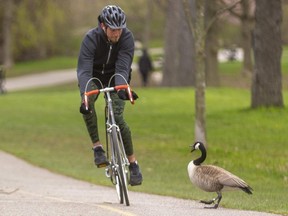 A cyclist avoids an aggresive Canada goose that was not afraid of informing passersby when they encroached too close on his mate's nest up in a willow tree next to the path in London. (Mike Hensen/The London Free Press)