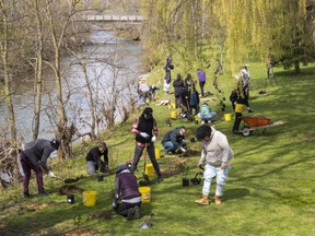 Western students and faculty members and staff from the Upper Thames River Conservation Authority add live sandbar willow stakes and native wetland shrubs to the banks of Medway Creek behind Westminster College on Western University's campus in London on Tuesday April 25, 2023. (Mike Hensen/The London Free Press)