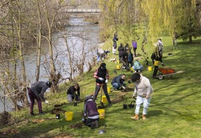 Western students and faculty members and staff from the Upper Thames River Conservation Authority add live sandbar willow stakes and native wetland shrubs to the banks of Medway Creek behind Westminster College on Western University's campus in London on Tuesday April 25, 2023. (Mike Hensen/The London Free Press)