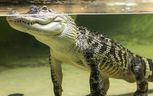 A small American alligator floats with only its eyes and nose exposed in its tank at the Reptilia zoo in Westmount Commons on Thursday, April 27, 2023. (Mike Hensen/The London Free Press)