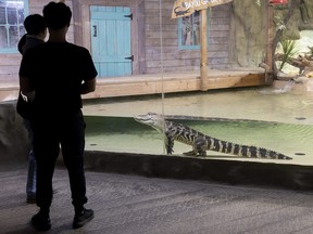 A family tours the Reptilia zoo in the former Westmount mall and stops to get a good look at an American alligator on Thursday April 27, 2023. Mike Hensen/The London Free Press