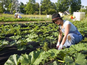 Urban Roots volunteer Mariam Waliji weeds amongst the zucchini and squash at their garden plot located off Hamilton Road near Highbury Avenue in this 2018 file photo.