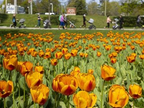 Tulips are blooming and bringing colour to Springbank Park in London on Tuesday May 9, 2023. (Mike Hensen/The London Free Press)
