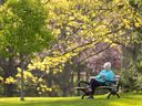 Lois Rose of London, surrounded by flowering trees, checks her phone while sitting on a familiar bench in Springbank Park.  She used to sit here with her late husband. 