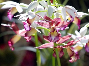 A colourful orchid sits in a display at the 36th Annual London Orchid Society Show on Sunday March 17, 2013.