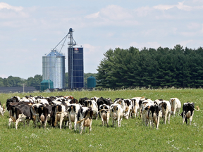 An Oxford County farm is shown in this file photo. (Greg Colgan/Woodstock Sentinel-Review)