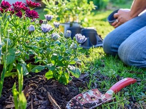 Closeup of woman planting flowers in home garden