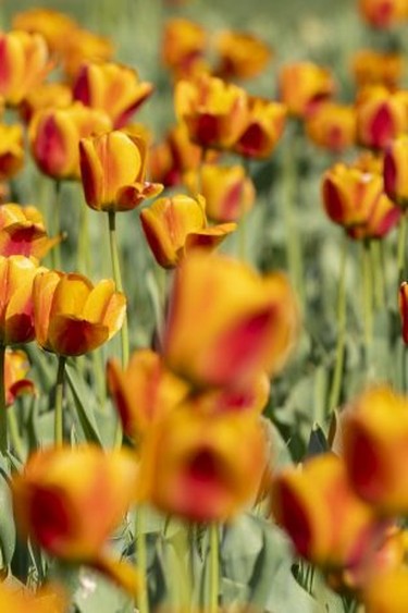 Tulip beds in Springbank Park