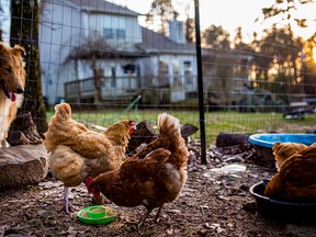 Backyard chickens