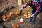 A woman feeding her backyard chickens fruit and vegetable scraps.  (Getty Images)