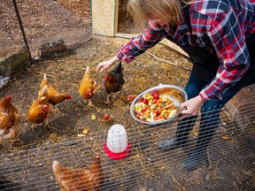 A woman feeding her backyard chickens