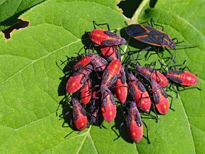 box elder beetles