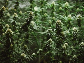 Marijuana growing in a greenhouse.