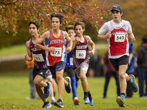 Lucas Victoriano, of Saint Andre Bessette, leads the novice boys' cross-country race about two-thirds of the way through their single loop. He’s trailed by Banting’s Ethan Pollock (81) and Mathieu Khosla-Vucko (80), and Medway’s Caleb Johnson, the eventual winner, Pollock of Banting finished a close second in a sprint. (Mike Hensen/The London Free Press)