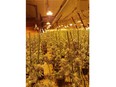 Police seized $1.7-million worth of illegally grown marijuana plants