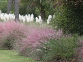 Ornamental long grasses