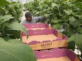 RUTHVEN, ONT: AUGUST 8, 2023. Fernando Nieto, a temporary foreign worker from Mexico is shown at the DC Farms operation in Ruthven on Tuesday, August 8, 2023.