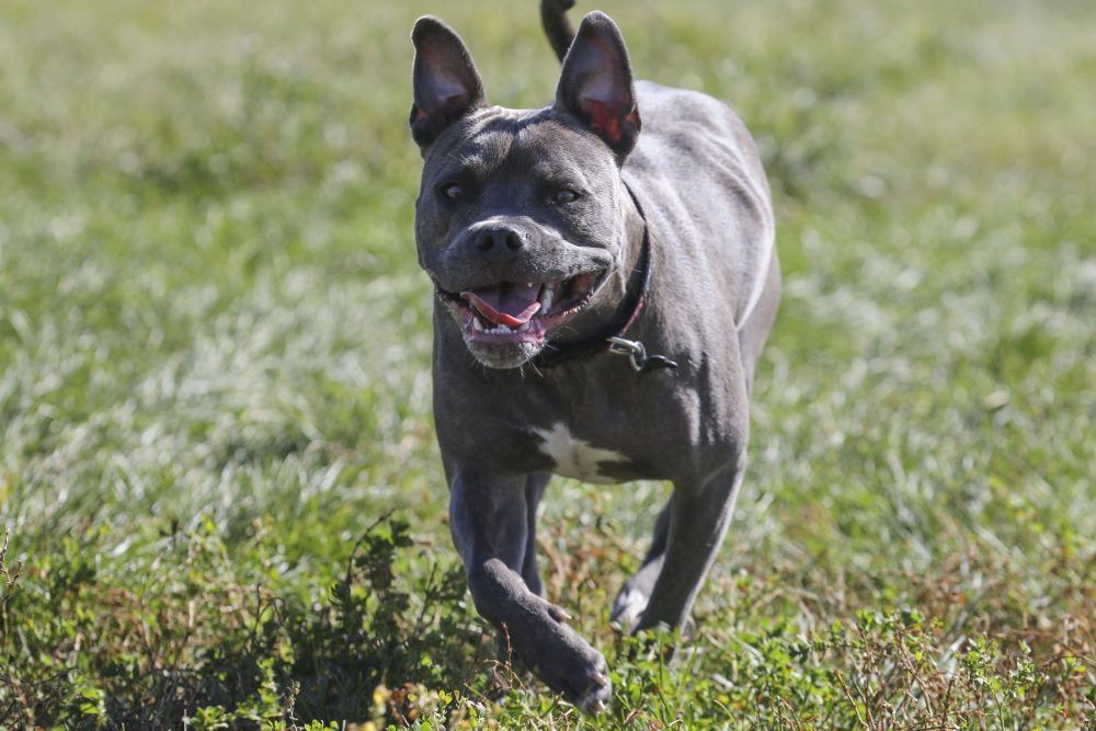 Five things to know about Ontario's pit bull ban