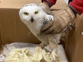An injured snowy owl