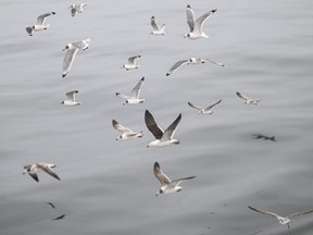 A flock of seagulls